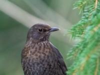 Amsel Weibchen